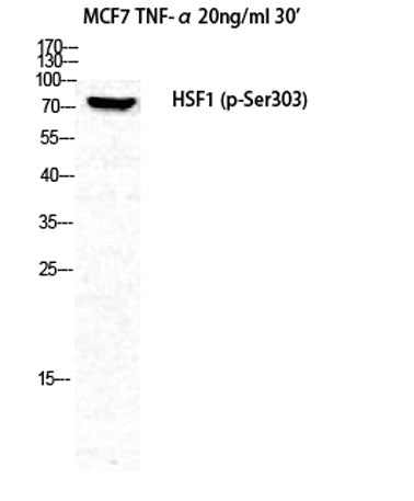 HSF1 (phospho Ser303) rabbit pAb
