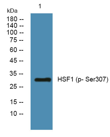HSF1 (phospho Ser307) rabbit pAb