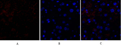 HSP27 rabbit pAb