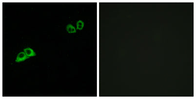 Olfactory receptor 2AT4 rabbit pAb