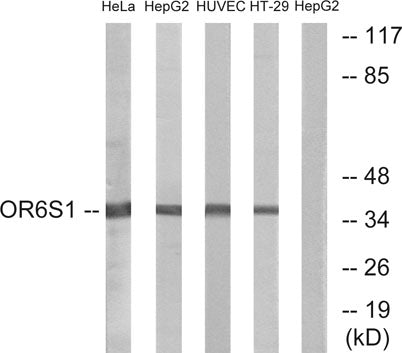 Olfactory receptor 6S1 rabbit pAb