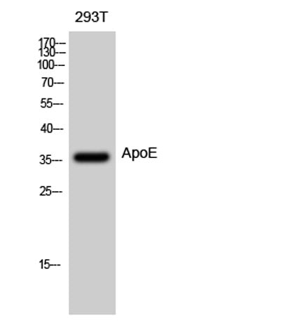 ApoE rabbit pAb