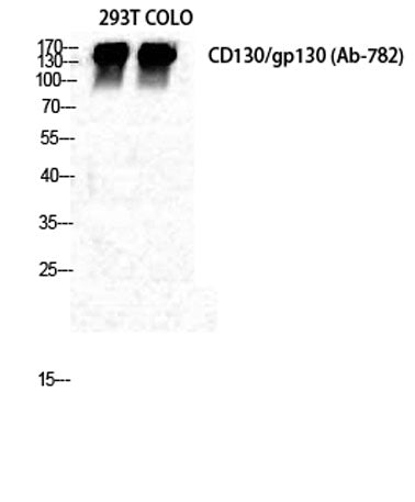 CD130 rabbit pAb