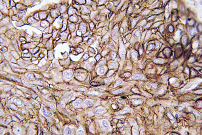 AQP3 rabbit pAb