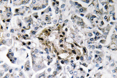 Insulin rabbit pAb