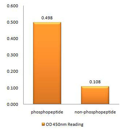 IRAK-1 (phospho Thr387) rabbit pAb