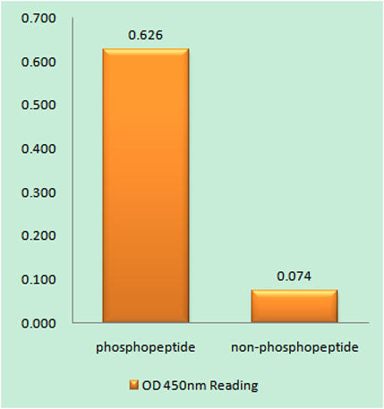 IRF-3 (phospho Ser396) rabbit pAb