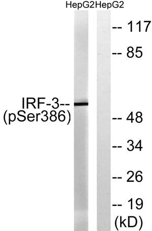 IRF-3 (phospho Ser386) rabbit pAb