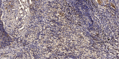 A-Raf (phospho Ser299) rabbit pAb