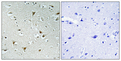 FAM111B rabbit pAb