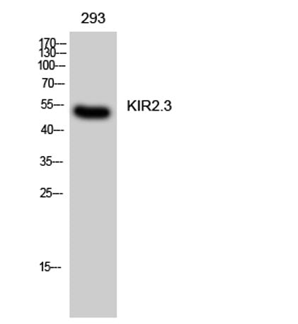 KIR2.3 rabbit pAb