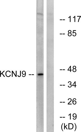 KIR3.3 rabbit pAb