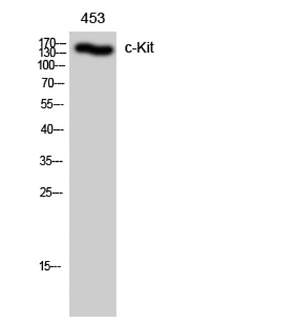 c-Kit rabbit pAb