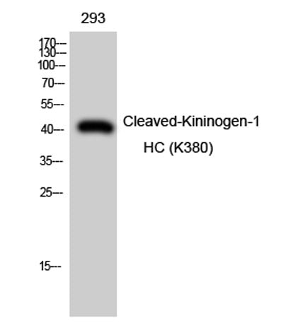Cleaved-Kininogen-1 HC (K380) rabbit pAb