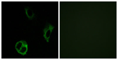 Olfactory receptor 51I1 rabbit pAb