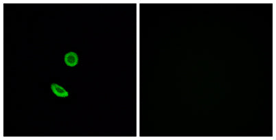 Olfactory receptor 8H2 rabbit pAb