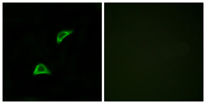 Olfactory receptor 51A4 rabbit pAb