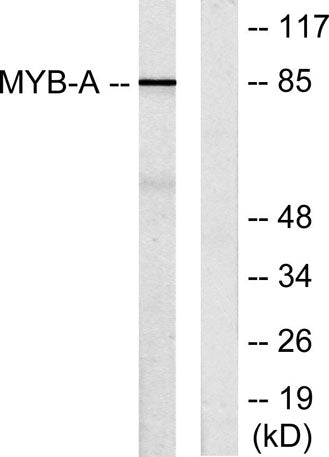 A-Myb rabbit pAb