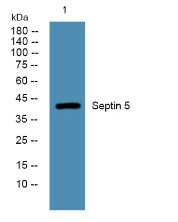 Septin 5 rabbit pAb