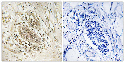 DNA pol ε A rabbit pAb