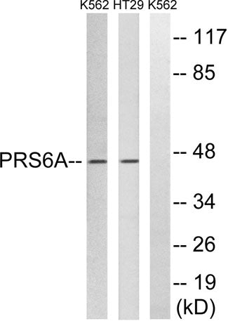 PSMC3 rabbit pAb