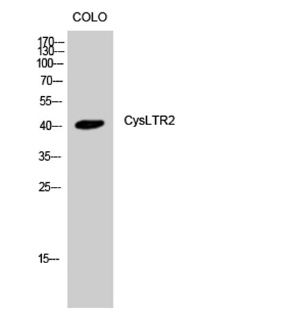 CysLTR2 rabbit pAb