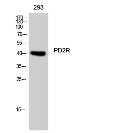 PD2R rabbit pAb