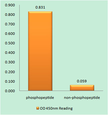 FAK (phospho Tyr577) rabbit pAb