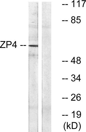 ZP4 rabbit pAb