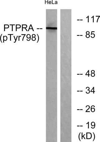 PTPα (phospho Tyr798) rabbit pAb