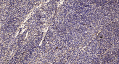 PTPα rabbit pAb