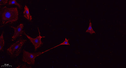 CD45 rabbit pAb