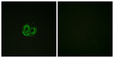 Actin-α/γ rabbit pAb