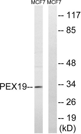 Peroxin 19 rabbit pAb