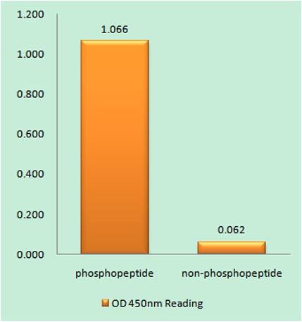 Rad51 (phospho Tyr315) rabbit pAb