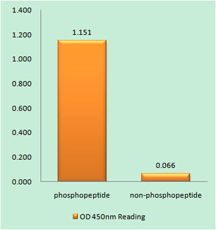 Rad52 (phospho Tyr104) rabbit pAb