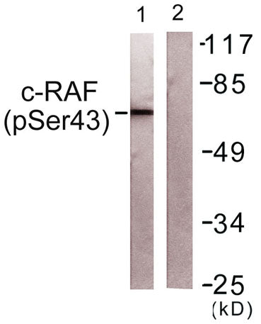 Raf-1 (phospho Ser43) rabbit pAb