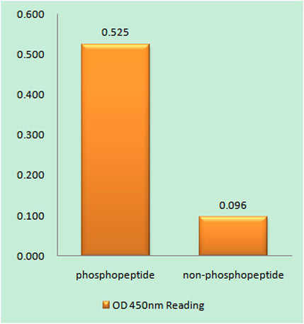 Raf-1 (phospho Ser621) rabbit pAb