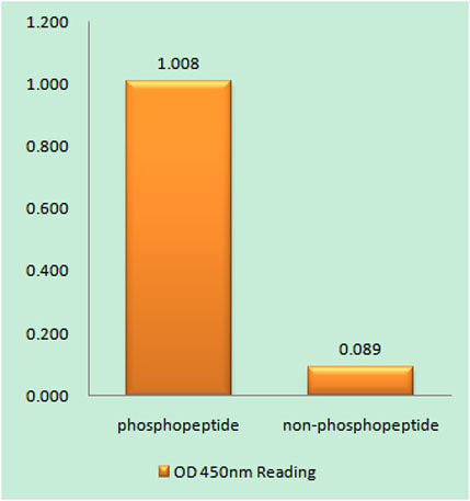 Raf-1 (phospho Thr269) rabbit pAb