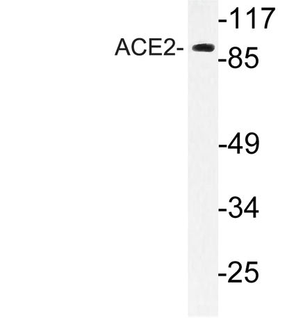 ACE2 rabbit pAb