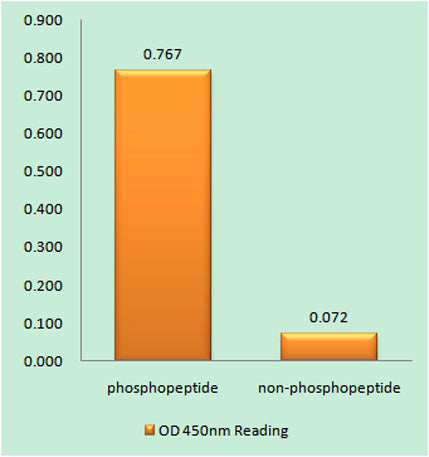 Bcl-2 (phospho Thr69) rabbit pAb