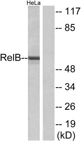 RelB rabbit pAb