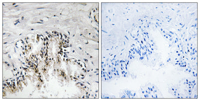 Ribosomal Protein L31 rabbit pAb