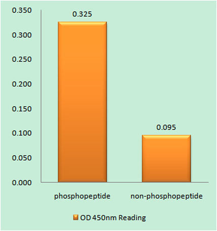 Rsk-1 (phospho Thr359/S363) rabbit pAb