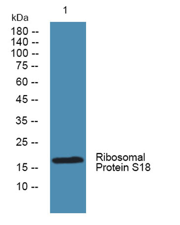 Ribosomal Protein S18 rabbit pAb