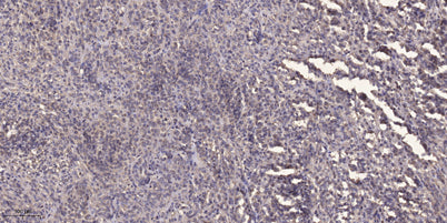 Rhotekin rabbit pAb