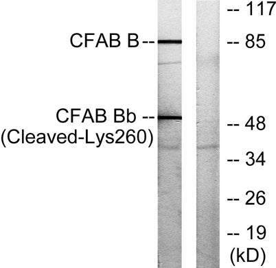 Cleaved-Factor B Bb (K260) rabbit pAb