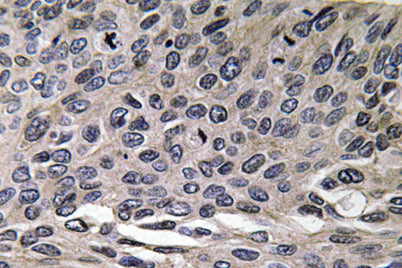 MIP-1α rabbit pAb