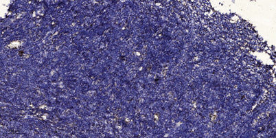 MIP-3β rabbit pAb