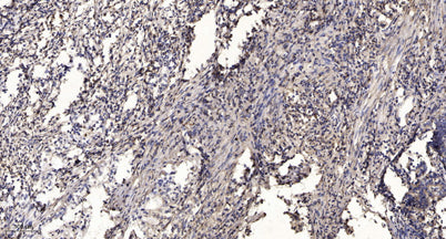 MRP-L17 rabbit pAb